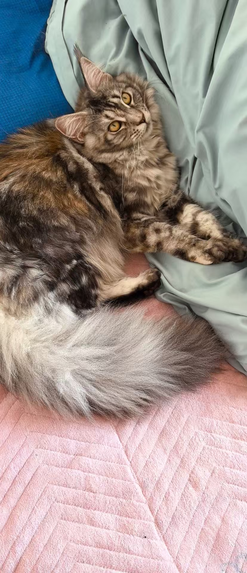 缅因三花妹妹，七个月，活泼可爱，性格温顺，无绝育.1600米